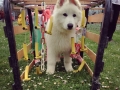 1école chiot 4