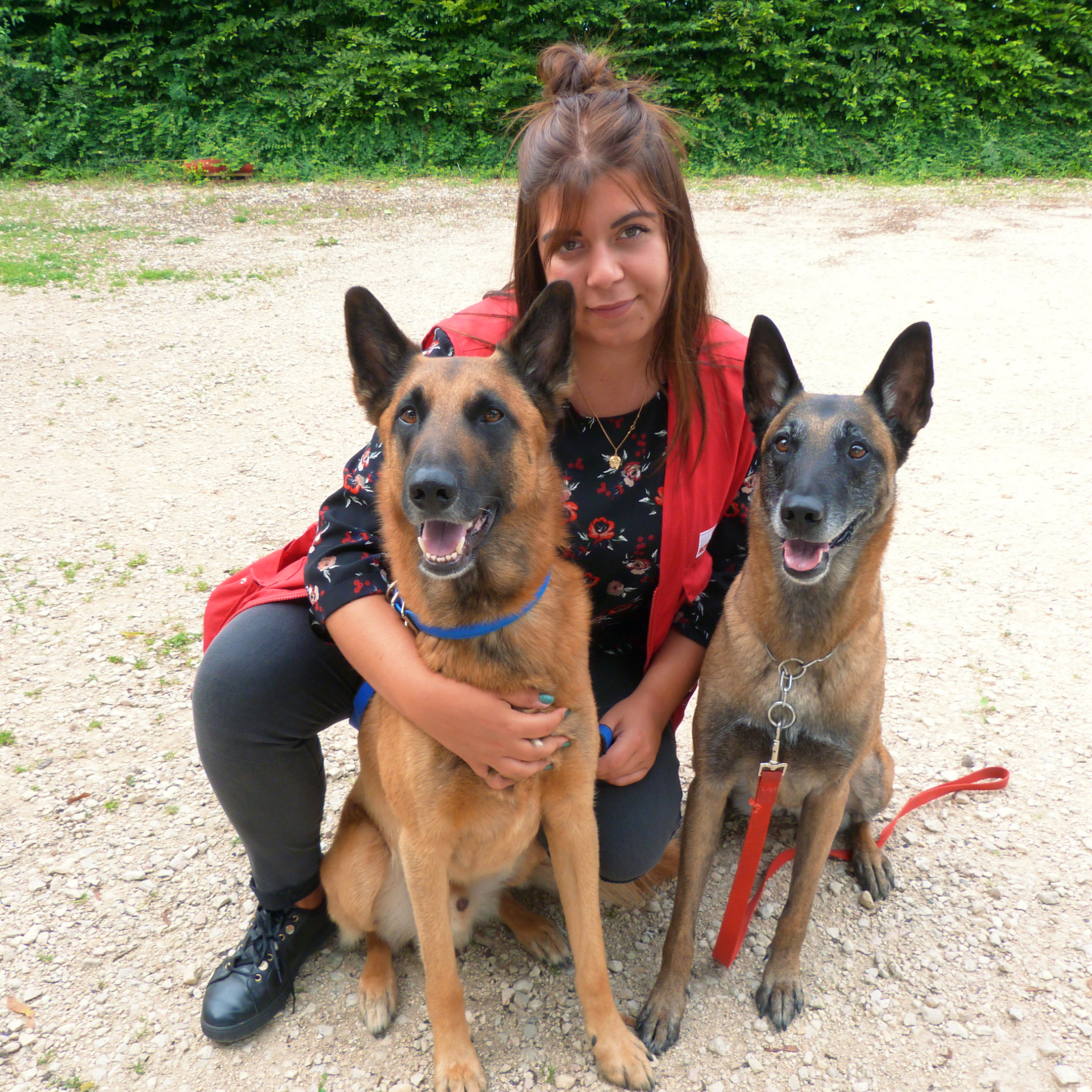 dressage chien dijon